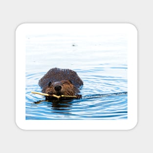 Beaver Eating Magnet