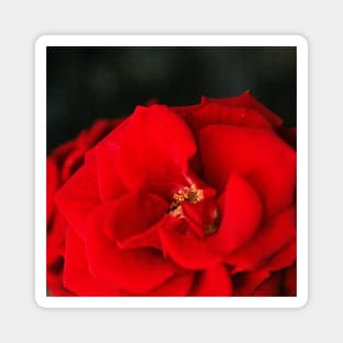 Red Rose Flower Close up Magnet