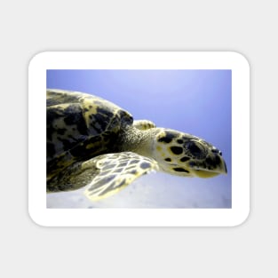 Hawksbill Caribbean Sea Turtle Close Up Magnet