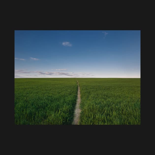 footpath piercing a wheat field by psychoshadow