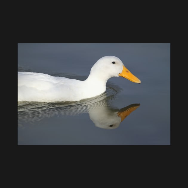 Duck Reflection, South Astralia by Carole-Anne