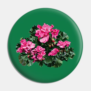 Magenta Geraniums Pin