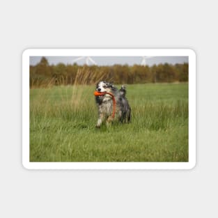 australian shepherd blue merle running with toy Magnet