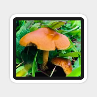 Mushroom Photography Prints #2 Magnet