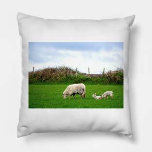 Sheep on Aughris Coastal Walk, Co. Sligo, Ireland Pillow