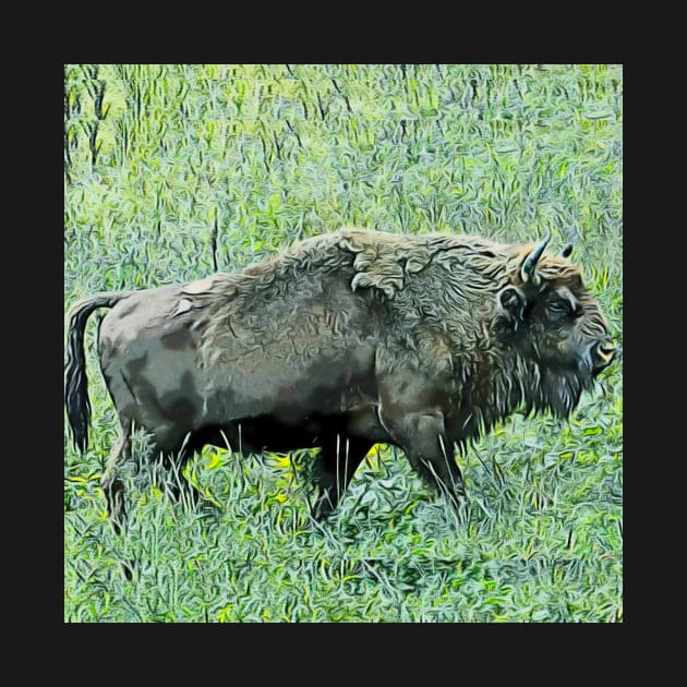 bison by gawelprint