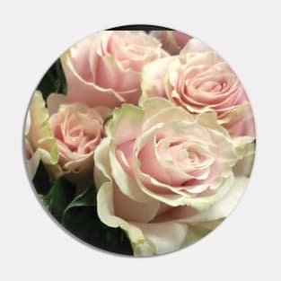 photo, pink beautiful roses Pin