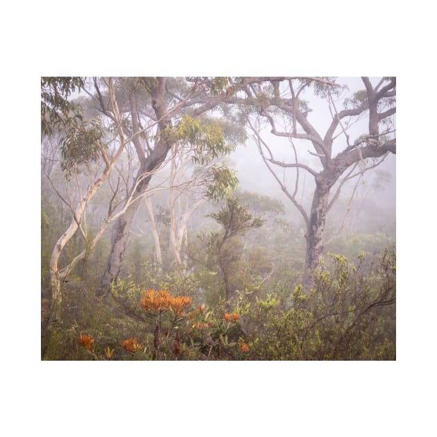 Bushland Atmosphere by Geoff79