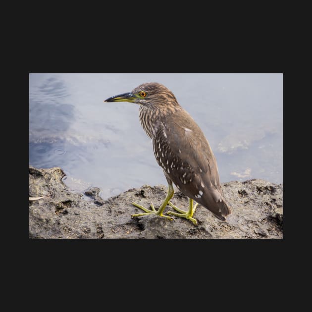 Black night heron by sma1050