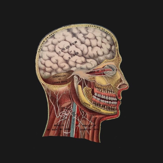 Vintage Human Head Anatomy by missdebi27