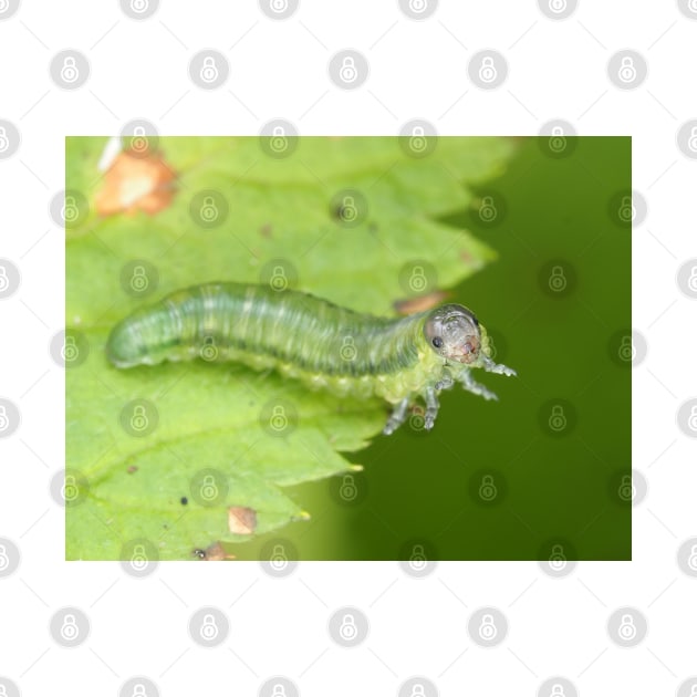 Sawfly larva, possibly Cimbicidae by SDym Photography