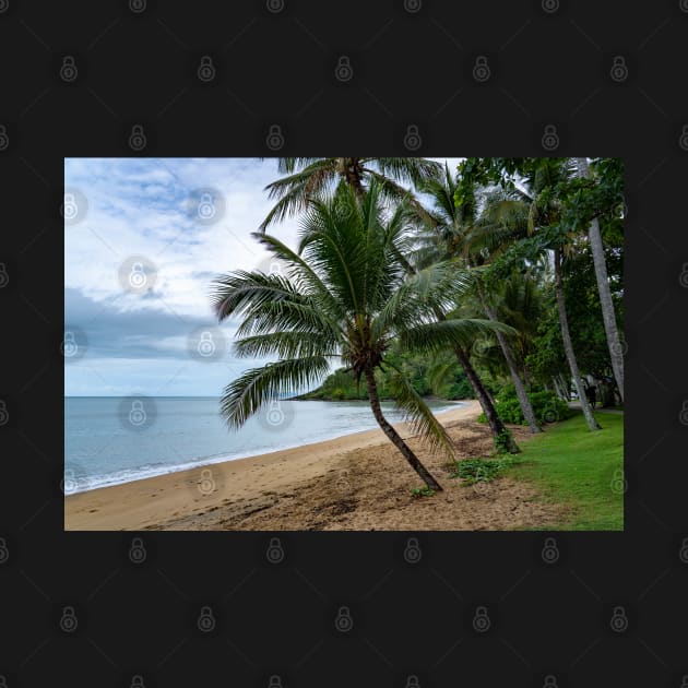 Serene Paradise: Palm Trees on Cairns Beach by Rexel99