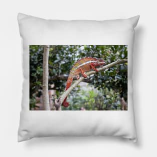 Panther chameleon, Madagascar Pillow