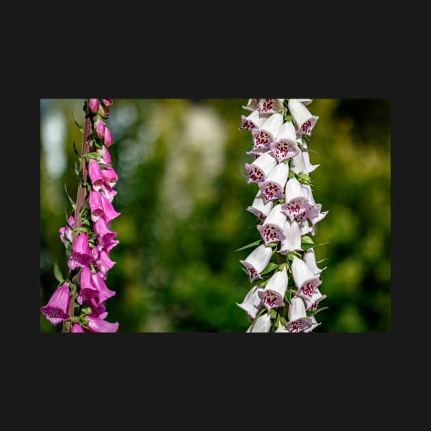 Purple and white foxgloves by blossomcophoto