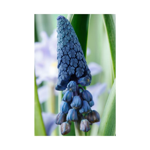 Bellevalia paradoxa  Grape hyacinth  syn.  Muscari paradoxum by chrisburrows