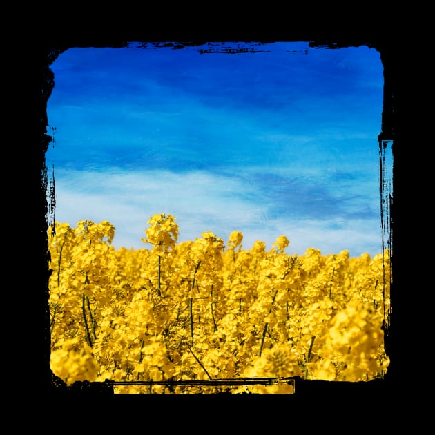 Yellow and Blue - Canola Field and Sky by DyrkWyst