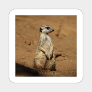 Meerkat 027 Magnet