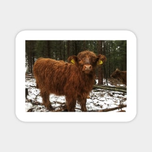 Scottish Highland Cattle Calf 1858 Magnet