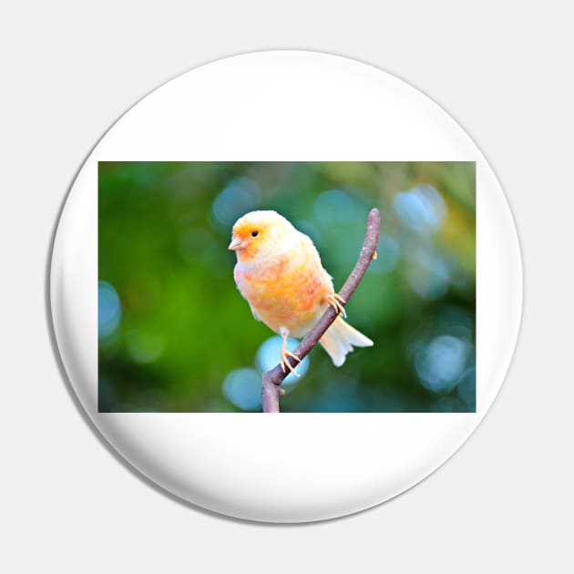 Canary Pin by kchase