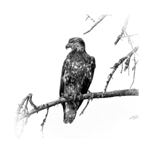 young eagle sitting on a branch up in a tree T-Shirt