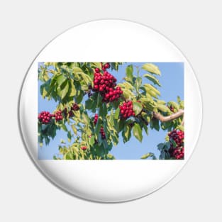 Branches of Ripe Okanagan Cherries Blue Sky Pin