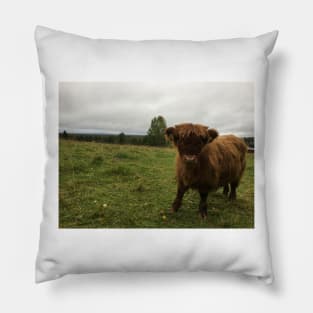 Scottish Highland Cattle Calf 1544 Pillow