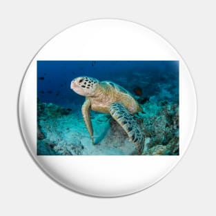 Green turtle resting on reef (C024/7730) Pin