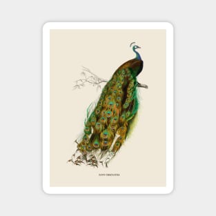 Peacock Antique Naturalist Illustration Magnet