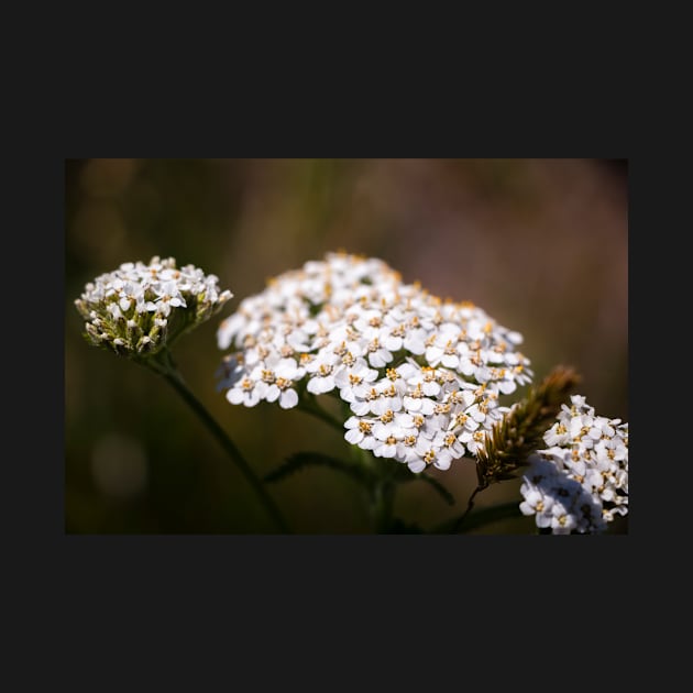 Close-up of yarrow flowers by blossomcophoto