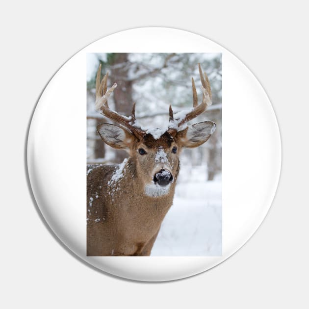 White-tailed buck in snow Pin by Jim Cumming