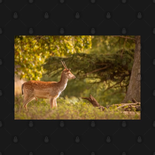 Deer in autumn light by AYatesPhoto