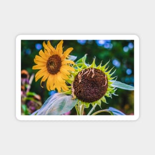 Sunflower Sister Photograph Magnet