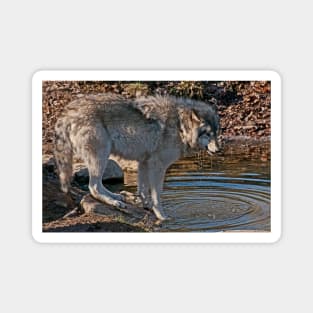 Timber Wolf By Pond Magnet