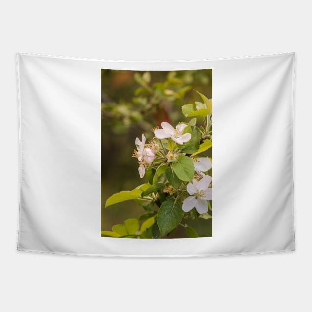 ebs apricot blossoms Tapestry by pcfyi