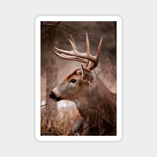 White-Tailed Deer Magnet