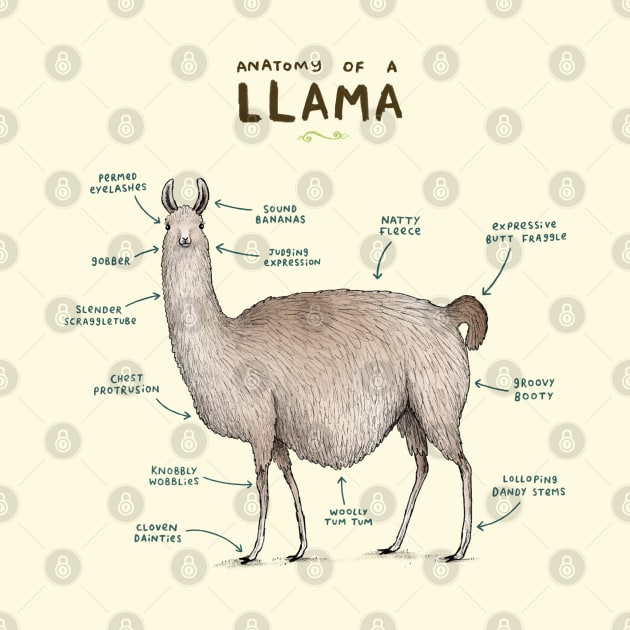 Anatomy of a Llama by Sophie Corrigan