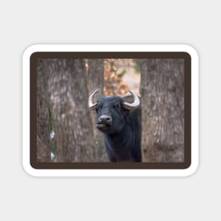 Water Buffalo Woolaroc Wildlife Preserve Oklahoma Magnet