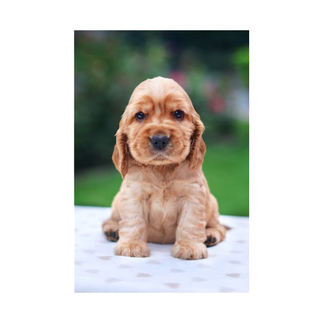 Spaniel Puppy by kawaii_shop