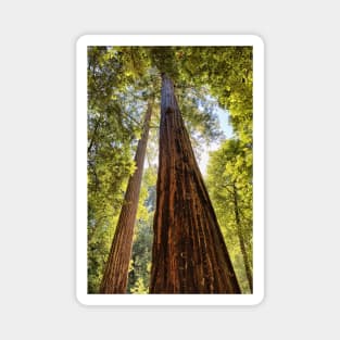 The Redwoods Magnet