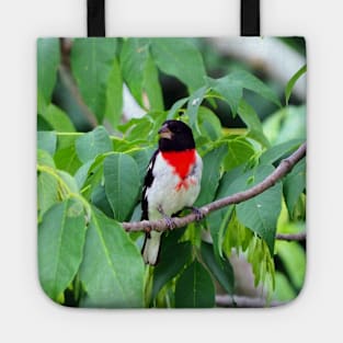 Male Rose-breasted Grosbeak Perched In A Bush Tote