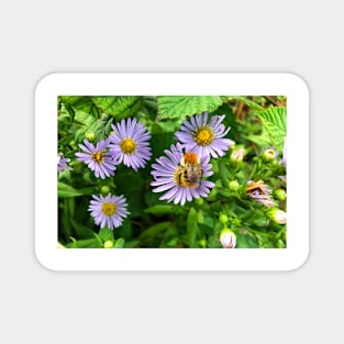 Bee on Purple Aster Magnet