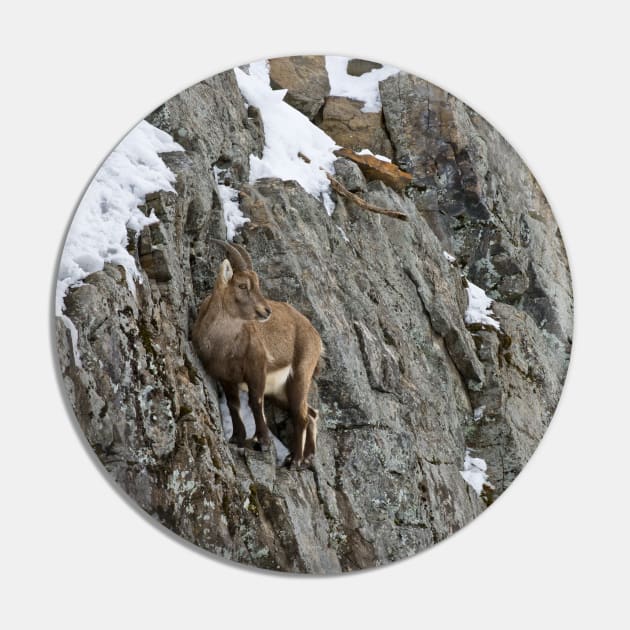 Ibex On Cliff Pin by jaydee1400