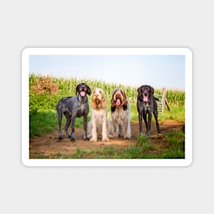 German Wirehaired Pointers and Italian Spinoni in a row Magnet