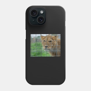 Lioness stare from inside enclosure zoo Phone Case