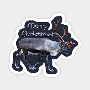 Merry Christmas Magnet