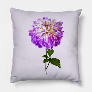 Pale Pink and White Dahlia Pillow