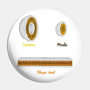 Phospholipids arrangement. Liposome Micelle soap phospholipid bilayer sheet Pin