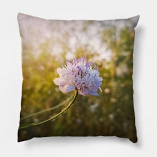 Knautia arvensis Pillow