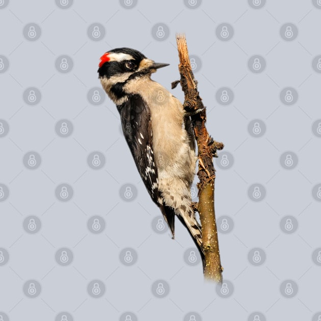 Male Downy Woodpecker on the Pear Tree by walkswithnature