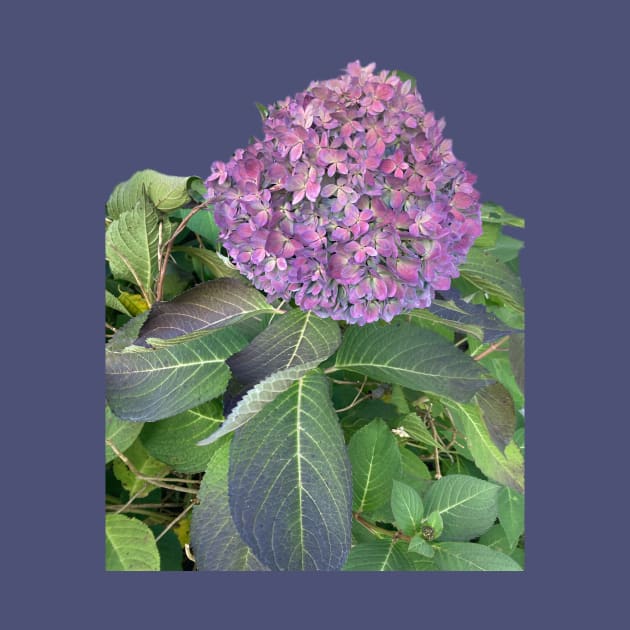 Hydrangea by Amanda1775